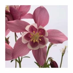 Aquilegia 'Spring Magic' Collection | 3 x 2L Pots -Pink Plants Shop PL50774 add image 3 e1c2