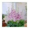 Delphinium Magic Fountain 'Deep Rose with White Bee' | 10.5cm Pot