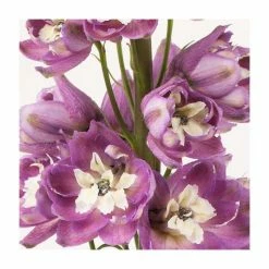 Pink Plants Shop -Pink Plants Shop PL50782 rollover image d030