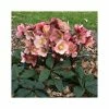 2ft Helleborus 'Pink Frost' | 4.5L Pot | Helleborus Gold Collection®