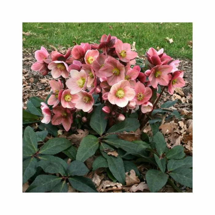 2ft Helleborus 'Pink Frost' | 4.5L Pot | Helleborus Gold Collection® 1 2ft Helleborus 'Pink Frost' | 4.5L Pot | Helleborus Gold Collection®