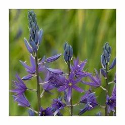 30cm Camassia 'Maybelle' | 3L Pot