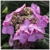 Pink Indoor Hydrangea | Lace Cap | 14cm Pot | By Plant Theory