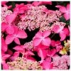 Red Indoor Hydrangea | Lace Cap | 14cm Pot