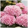 Pink Indoor Hydrangea | Mop Head | 14cm Pot
