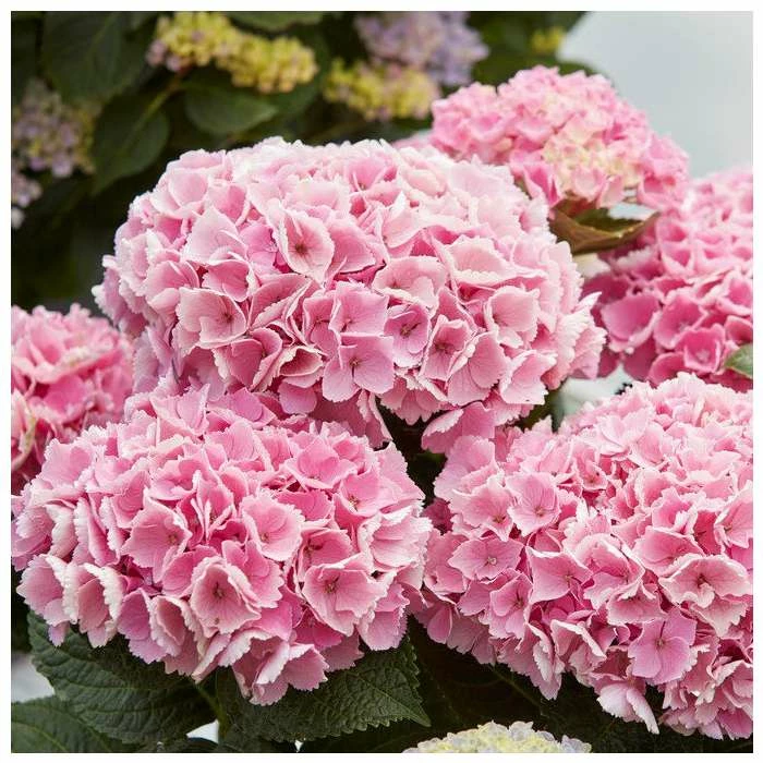 Pink Indoor Hydrangea | Mop Head | 14cm Pot 1 Pink Indoor Hydrangea | Mop Head | 14cm Pot