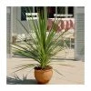 2ft Cordyline 'Peko' | 2 Litre Pot