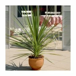 2ft Cordyline 'Peko' | 2 Litre Pot