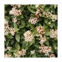 40cm Viburnum tinus 'Eve Price' | 2 Litre Pot -Pink Plants Shop PL52123 add image 1 a275
