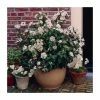 40cm Viburnum tinus 'Eve Price' | 2 Litre Pot