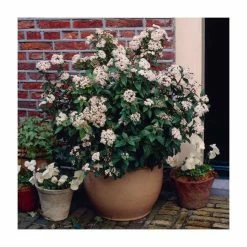 40cm Viburnum tinus 'Eve Price' | 2 Litre Pot