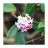 55cm Daphne 'Perfume Princess' | 17cm Pot