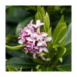 Pink Plants Shop -Pink Plants Shop PL52148 rollover image 5e57