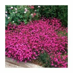 Dianthus deltoides 'Brilliant' | 10.5cm Pot