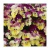 Pansy Cool Wave® 'Strawberry Swirl' | 10.5cm Pot