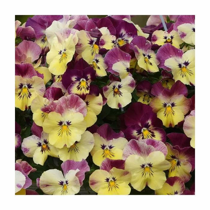 Pansy Cool Wave® 'Strawberry Swirl' | 10.5cm Pot 1 Pansy Cool Wave® 'Strawberry Swirl' | 10.5cm Pot