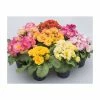 'Idylly' Primrose Mix | 3 x 10.5cm Pots