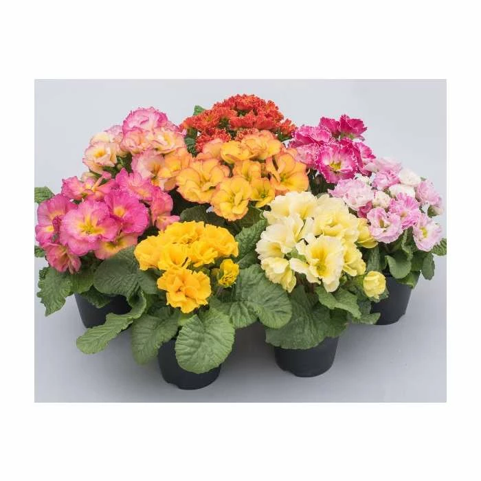 'Idylly' Primrose Mix | 3 x 10.5cm Pots 1 'Idylly' Primrose Mix | 3 x 10.5cm Pots