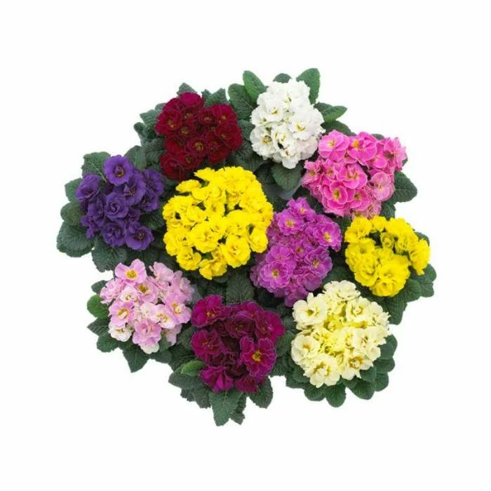 'Rubens' Primrose Mix | 3 x 10.5cm Pots 1 'Rubens' Primrose Mix | 3 x 10.5cm Pots