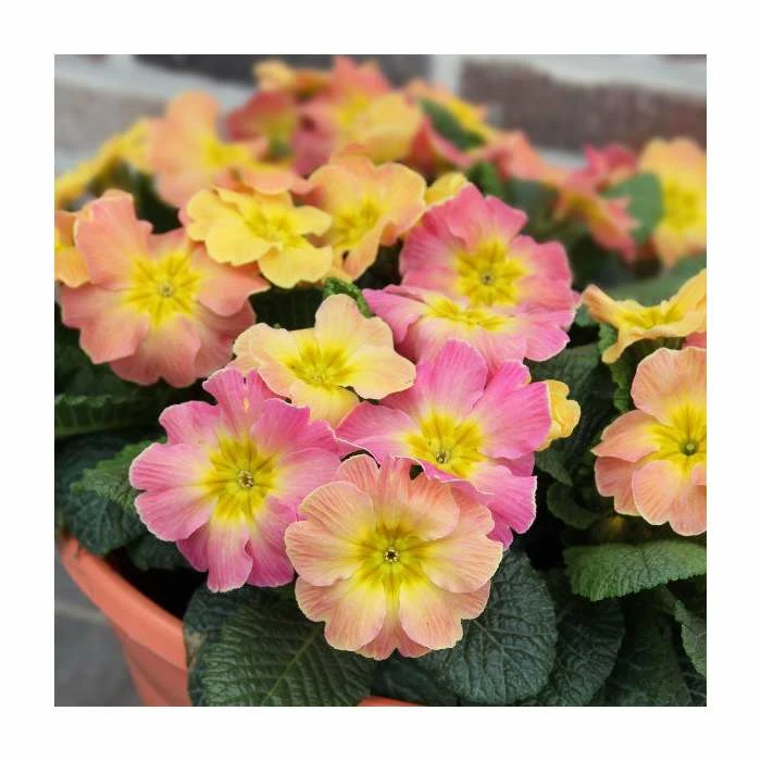 Primrose 'Chameleon' | 10.5cm Pot 1 Primrose 'Chameleon' | 10.5cm Pot