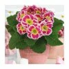 Primrose 'Sweetie' | 10.5cm Pot