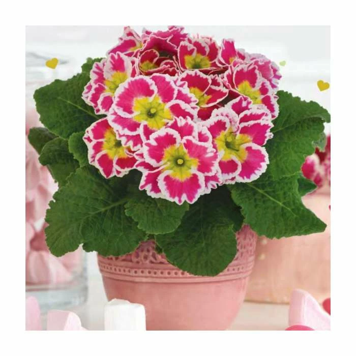 Primrose 'Sweetie' | 10.5cm Pot 1 Primrose 'Sweetie' | 10.5cm Pot