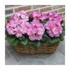 Primrose 'Woodland Rose' | 10.5cm Pot