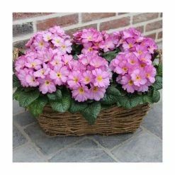 Primrose 'Woodland Rose' | 10.5cm Pot