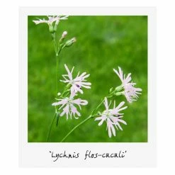 Medium Wildlife Pond Plant Collection 3x 1L Pots -Pink Plants Shop PL80123 add image 2 67c9