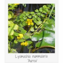 Medium Wildlife Pond Plant Collection 3x 1L Pots -Pink Plants Shop PL80123 add image 3 5769