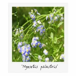 Medium Wildlife Pond Plant Collection 3x 1L Pots -Pink Plants Shop PL80123 add image 4 5571