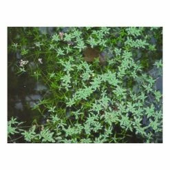 Small Oxygenating Pond Plant Collection 6x 9cm Pots -Pink Plants Shop PL80124 add image 2 b748