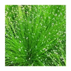 Small Oxygenating Pond Plant Collection 6x 9cm Pots -Pink Plants Shop PL80124 add image 3 7e02