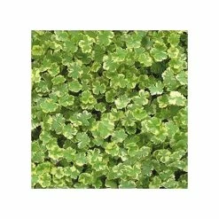 Small Oxygenating Pond Plant Collection 6x 9cm Pots -Pink Plants Shop PL80124 add image 5 ead9