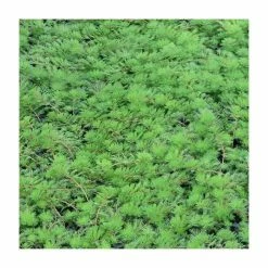 Small Oxygenating Pond Plant Collection 6x 9cm Pots -Pink Plants Shop PL80124 add image 6 fad3