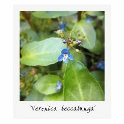 Small Wildlife Pond Plant Collection 6x 9cm Pots -Pink Plants Shop PL80125 add image 5 6135