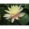 Nymphaea Barbara Dobbins 10 ltr