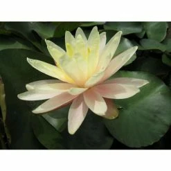 Nymphaea Barbara Dobbins 10 ltr