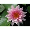Nymphaea Darwin (Hollandia) 10 ltr
