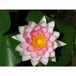 Nymphaea Madame Wilfron Gonnere 30 ltr
