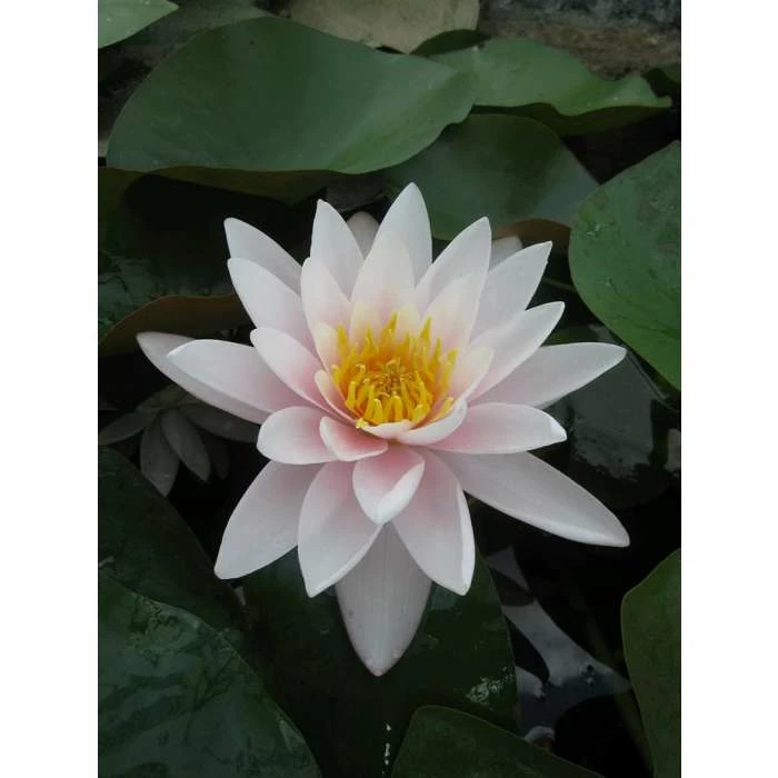 Nymphaea Marliacea Carnea 10 ltr 1 Nymphaea Marliacea Carnea 10 ltr