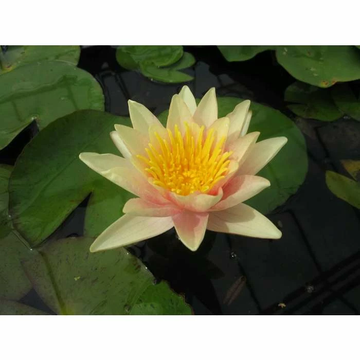 Nymphaea Paul Hariot 10 ltr 1 Nymphaea Paul Hariot 10 ltr