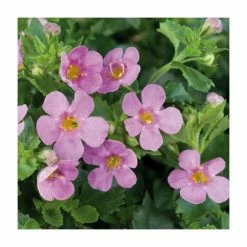 Bacopa Great 'Pink Beauty' | Pack of 5 Plug Plants