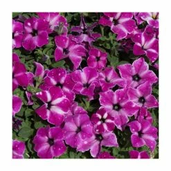 Petunia 'Circus Sky' | Pack Of 5 Plug Plants 5 Petunia 'Circus Sky' | Pack Of 5 Plug Plants -Pink Plants Shop PL90260SPX5 add image 1 da50