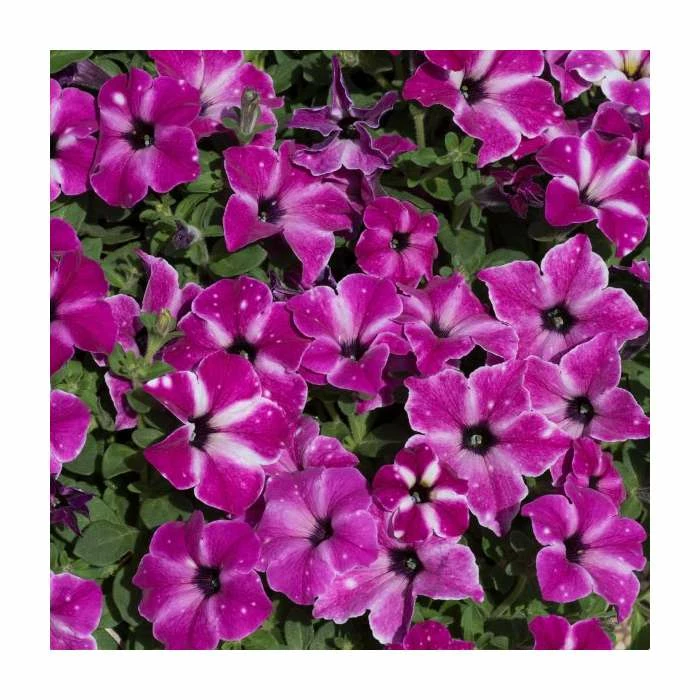 Petunia 'Circus Sky' | Pack Of 5 Plug Plants 3 Petunia 'Circus Sky' | Pack Of 5 Plug Plants - Image 3