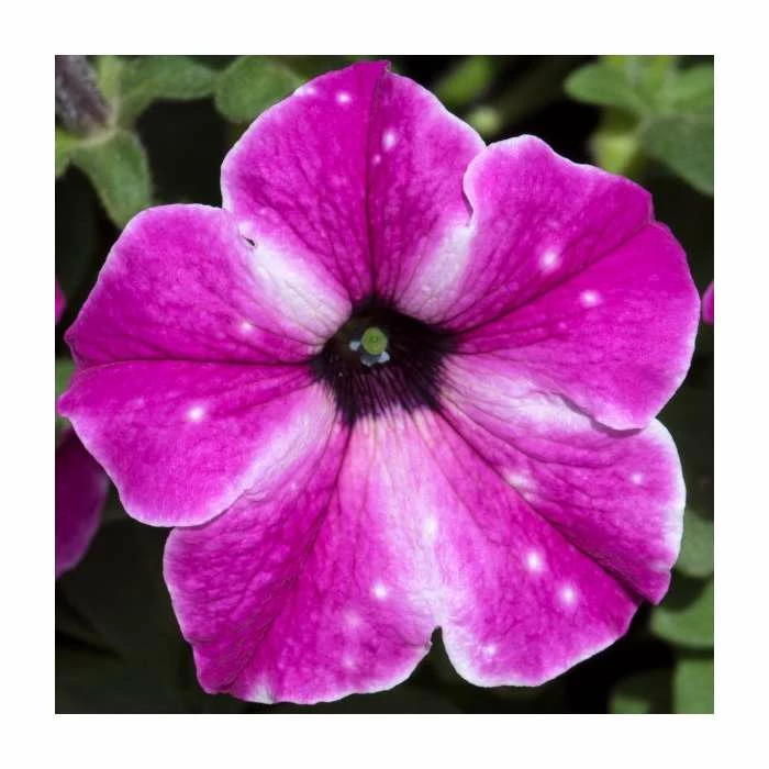 Petunia 'Circus Sky' | Pack Of 5 Plug Plants 1 Petunia 'Circus Sky' | Pack Of 5 Plug Plants