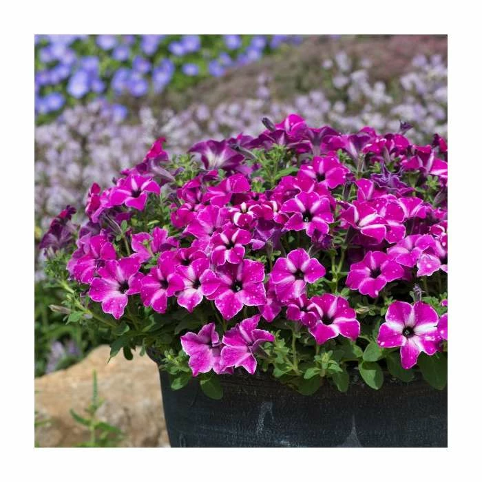 Petunia 'Circus Sky' | Pack Of 5 Plug Plants 2 Petunia 'Circus Sky' | Pack Of 5 Plug Plants - Image 2