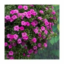 Calibrachoa 'Double PinkMania' | Pack of 5 Plug Plants -Pink Plants Shop PL90261SPX5 add image 1 7d7b