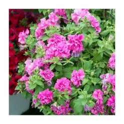 Petunia Tumbelina 'Candy Floss' | Pack of 5 Plug Plants