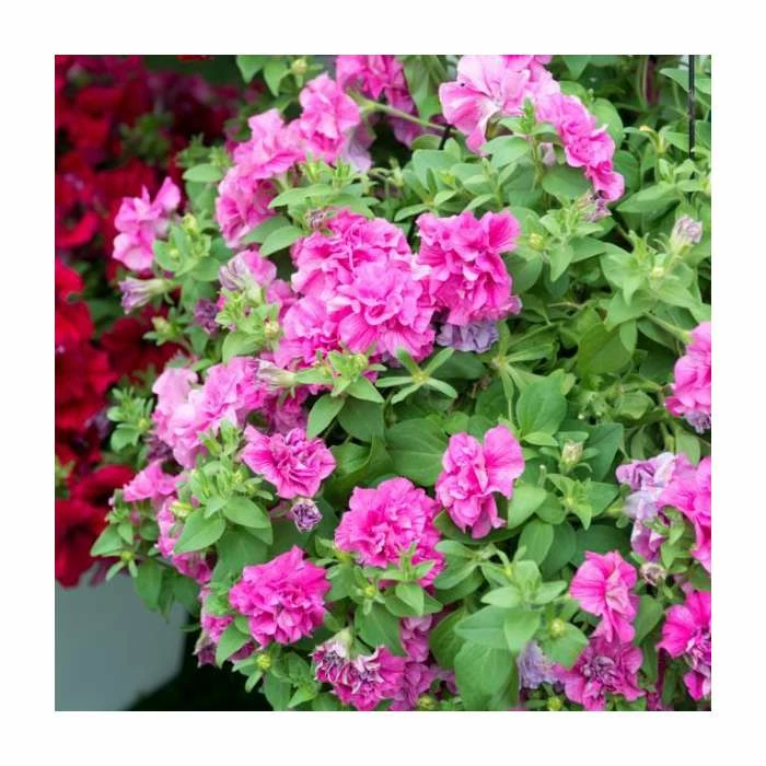 Petunia Tumbelina 'Candy Floss' | Pack of 5 Plug Plants 1 Petunia Tumbelina 'Candy Floss' | Pack of 5 Plug Plants
